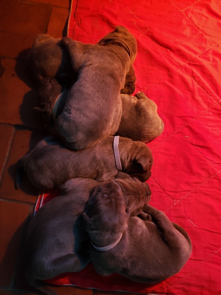 Chiot Cane Corso Camille Neveux